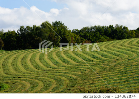 Landscape of Biei in autumn Landscape of Biei in autumn 134362874