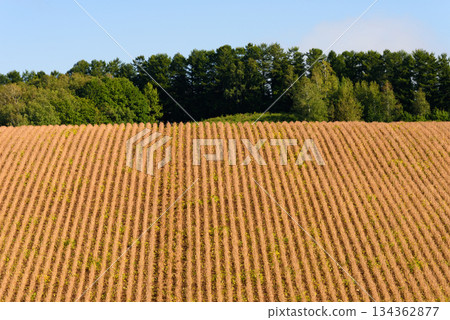 Landscape of Biei in autumn 134362877