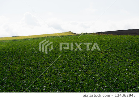 Landscape of Biei in autumn Landscape of Biei in autumn 134362943
