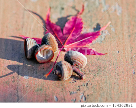 冬季森林物體 134362981