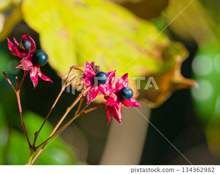 兔子水果 134362982