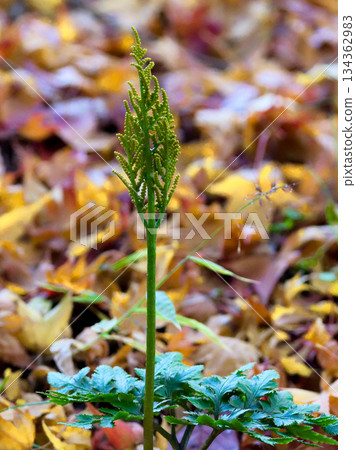 風之花蕨的孢子葉 134362983
