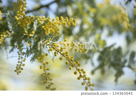 Softly blurred mimosa flowers against the blue sky - an image of spring 134363045