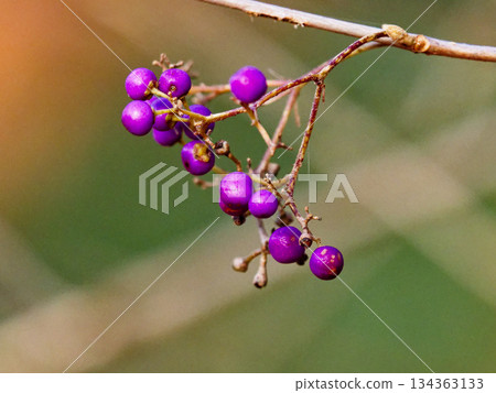 Lamiaceae Berry Fruit Lamiaceae Berry Fruit 134363133
