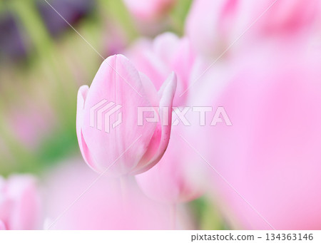 Pink tulip flowers Mango Charm Triumph blooming in a spring flowerbed 134363146