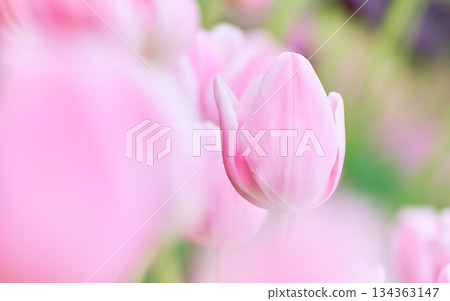 Pink tulip flowers Mango Charm Triumph blooming in a spring flowerbed 134363147