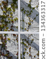 Ivy entangled on the white wall seen through the window of Shiroi-san 134363317