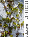 Young ivy entangled on a white wall 134363318