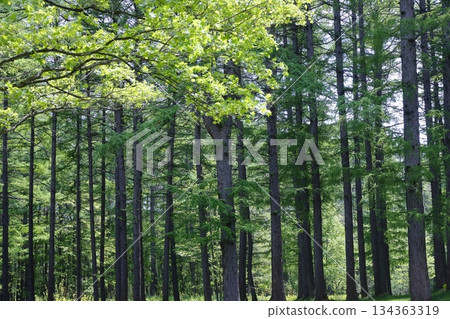新鮮的綠色松樹林 134363319