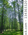 Fresh green pine forest 134363320