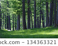 Fresh green pine forest 134363321