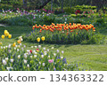 Tulips at Obihiro Shichiku Garden 134363322
