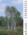 Birch and tulips at Obihiro Shichiku Garden 134363323