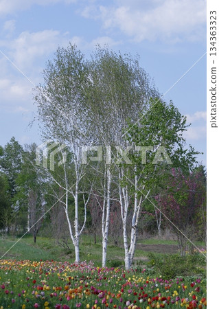Birch and tulips at Obihiro Shichiku Garden Birch and tulips at Obihiro Shichiku Garden 134363323