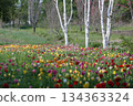 Tulips blooming around the birch trees at Obihiro Shichiku Garden 134363324