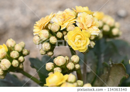 Yellow Rose Flower 134363340