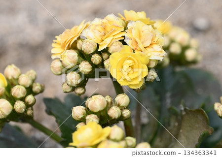 Yellow flower 134363341