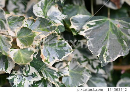 Leaf eaten by insects Leaf eaten by insects 134363342
