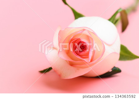 beautiful pastel rose flower on pink background, valentine day 134363592