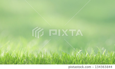 Fresh lawn grass capturing warm sunlight, offering a bright, blurred abstract background 134363844