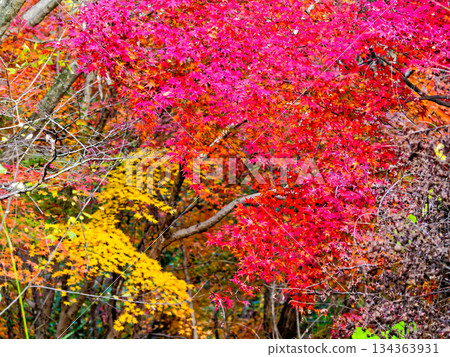 Autumn leaves of Ilocated maple Autumn leaves of Ilocated maple 134363931