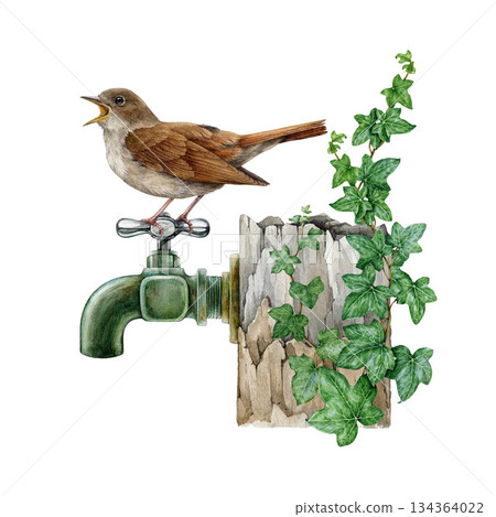 nightingale bird on a garden faucet decorated with ivy leaves watercolor illustration. Hand drawn singing common nightingale in garden cozy spring scene vintage style illustration on white background 134364022