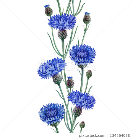Blue cornflower seamless border decor element watercolor illustration. Hand drawn centaurea cyanus meadow wildflower vintage style botanical illustration. Bachelor's button border on white background 134364028