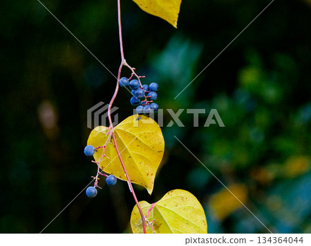Fruits of the poisonous plant Aotsudaruginaceae 134364044