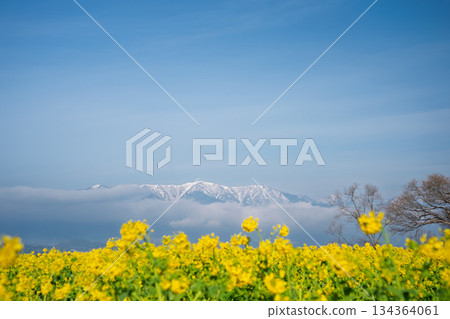 Spring-inducing rape blossoms and Mount Horai in the Hira Mountain Range photographed at Nagisa Park in Moriyama City, Shiga Prefecture 134364061
