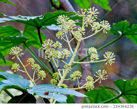Rose flower blooming in winter 134364226