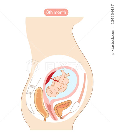 一張橫斷面圖，展示了懷孕第八個月時胎兒在女性子宮內的發育。 134364487