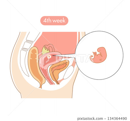 一張橫斷面圖，展示了懷孕第四週時胎兒在女性子宮內的發育情況。 134364490