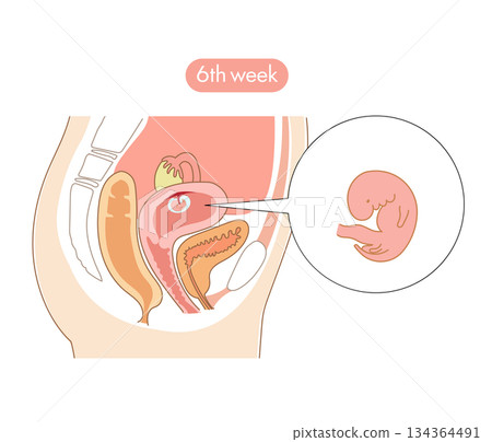 一張橫斷面圖，展示了懷孕6週時胎兒在女性子宮內的發育。 134364491
