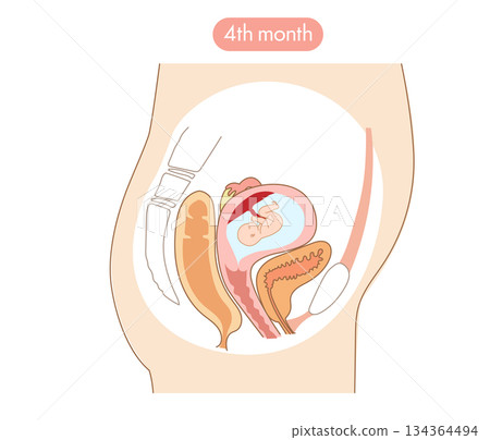A cross-sectional illustration showing the inside of a woman's uterus and the baby's development in the fourth month of pregnancy 134364494