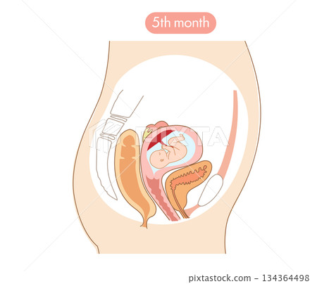 A cross-sectional illustration showing the development of a baby inside a woman's uterus at five months pregnant 134364498