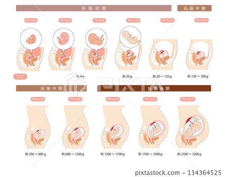 橫斷面圖展示了胎兒在女性子宮內從懷孕早期到晚期的發育過程。 134364525