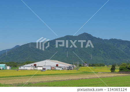 從福井縣勝山市村岡町白蜥蜴眺望水津山 從福井縣勝山市村岡町白蜥蜴眺望水津山 134365124