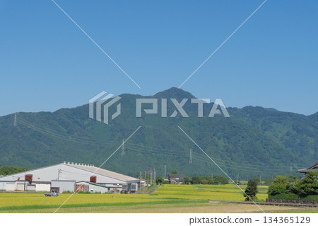 從福井縣勝山市村岡町白蜥蜴眺望水津山 從福井縣勝山市村岡町白蜥蜴眺望水津山 134365129