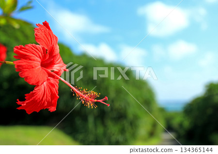 沖繩：藍天與紅芙蓉花 134365144