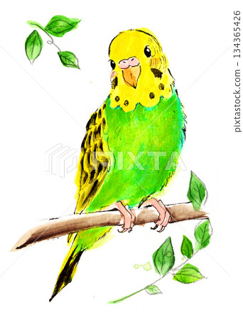 Watercolor illustration of a budgerigar perched on a branch Watercolor illustration of a budgerigar perched on a branch 134365426