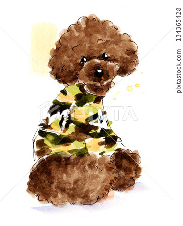 Watercolor illustration of a toy poodle wearing camouflage clothing Watercolor illustration of a toy poodle wearing camouflage clothing 134365428