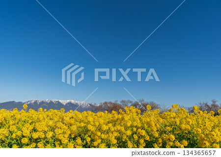 在滋賀縣守山市渚公園拍攝的春意盎然的油菜花和比良山脈的蓬萊山。 134365657