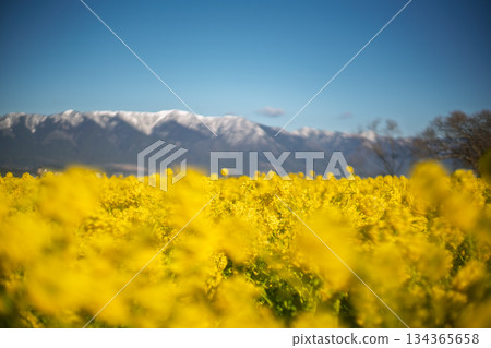 在滋賀縣守山市渚公園拍攝的春意盎然的油菜花和比良山脈的蓬萊山。 134365658