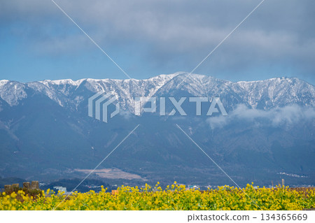 Spring-inducing rape blossoms and Mount Horai in the Hira Mountain Range photographed at Nagisa Park in Moriyama City, Shiga Prefecture 134365669