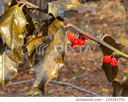 Colorful Holiday Holly Decor Featuring Berries and Needles in Nature 134365701