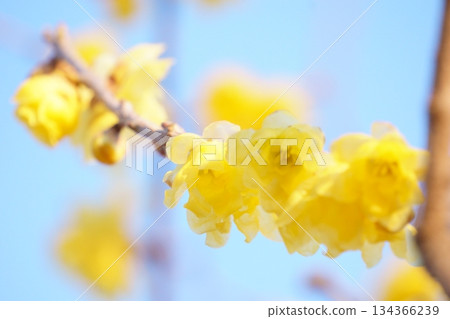 Wintersweet against the blue sky 134366239