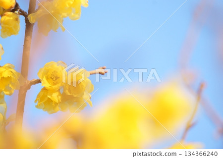 Wax plumbing in the blue sky Wax plumbing in the blue sky 134366240