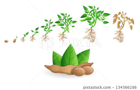 Soybean icon set, cartoon style 134366286