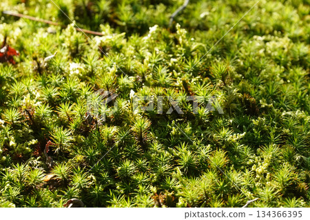 京都一座寺廟花園裡的苔蘚 134366395