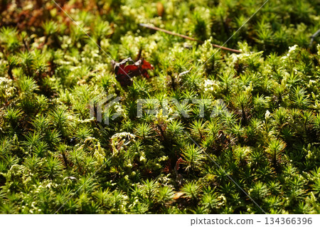 Moss in a temple garden in Kyoto Moss in a temple garden in Kyoto 134366396